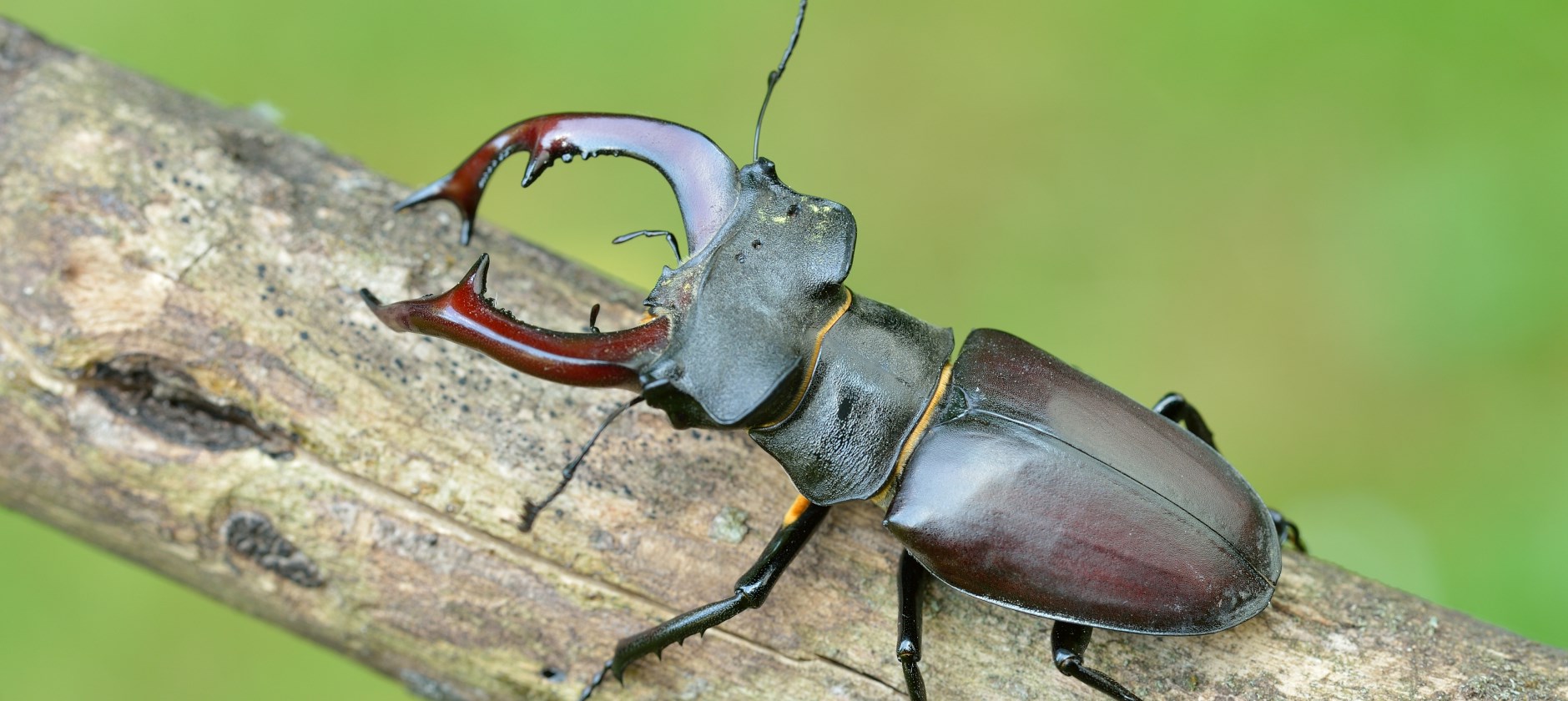 (photo Yves Adams - Vildaphoto)