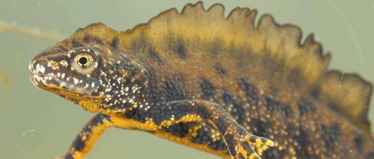 Kamsalamander (Yves Adams-Vildaphoto)