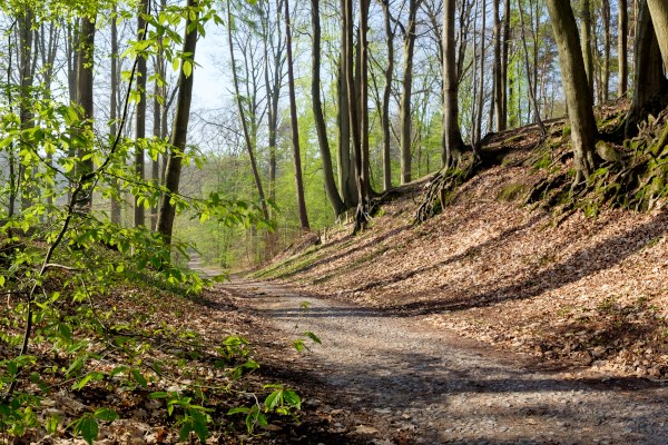 (Jeroen Mentens - Vildaphoto)