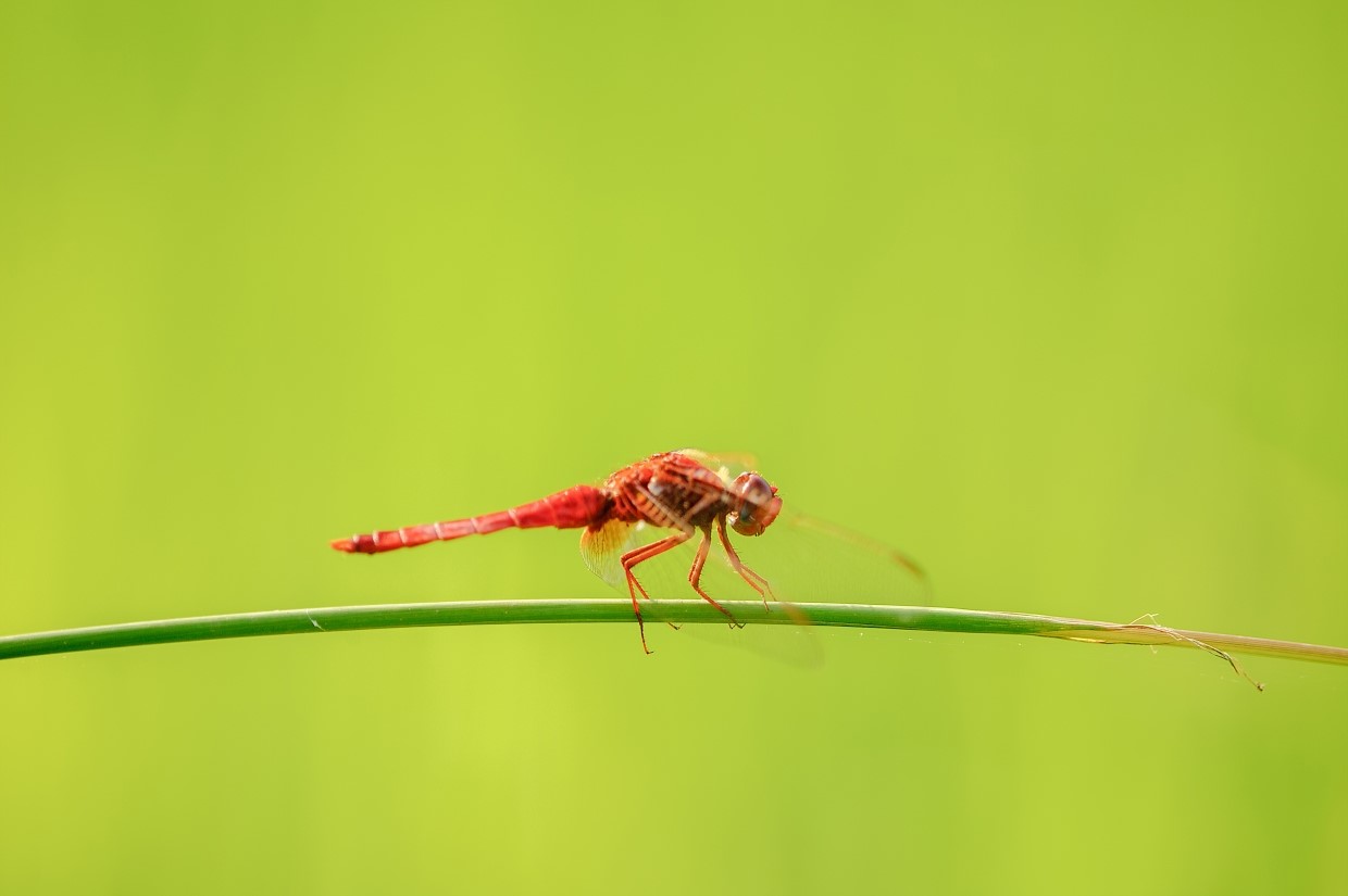 Scarlet dragonfly (photo Lars Soerink - Vildaphoto)
