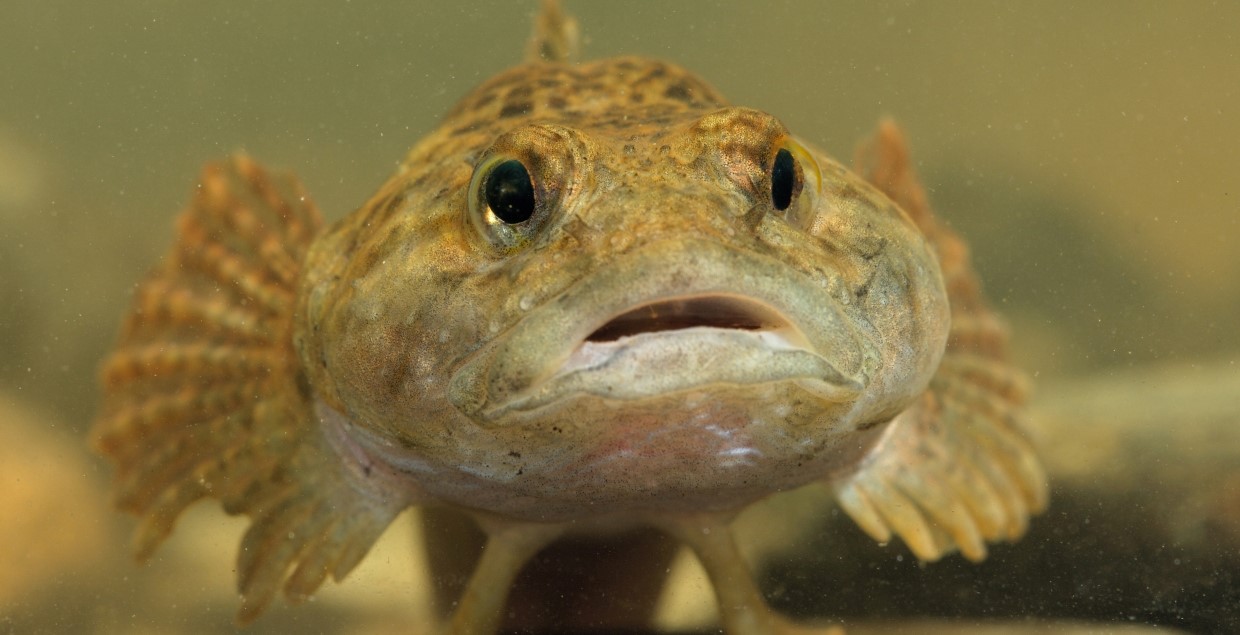 Bullhead (photo Rollin Verlinde - Vildaphoto)