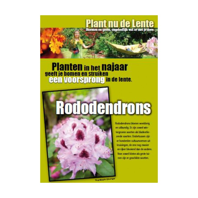 Plant nu de lente - Rodondendrons 