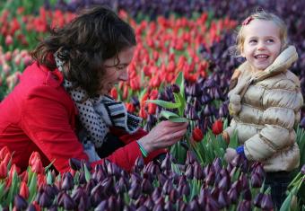 Nora Gharib opent gratis Pluktuin met Vlaamse tulpen