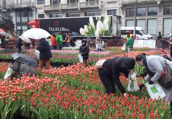 Antwerpen plukt gratis tulpen